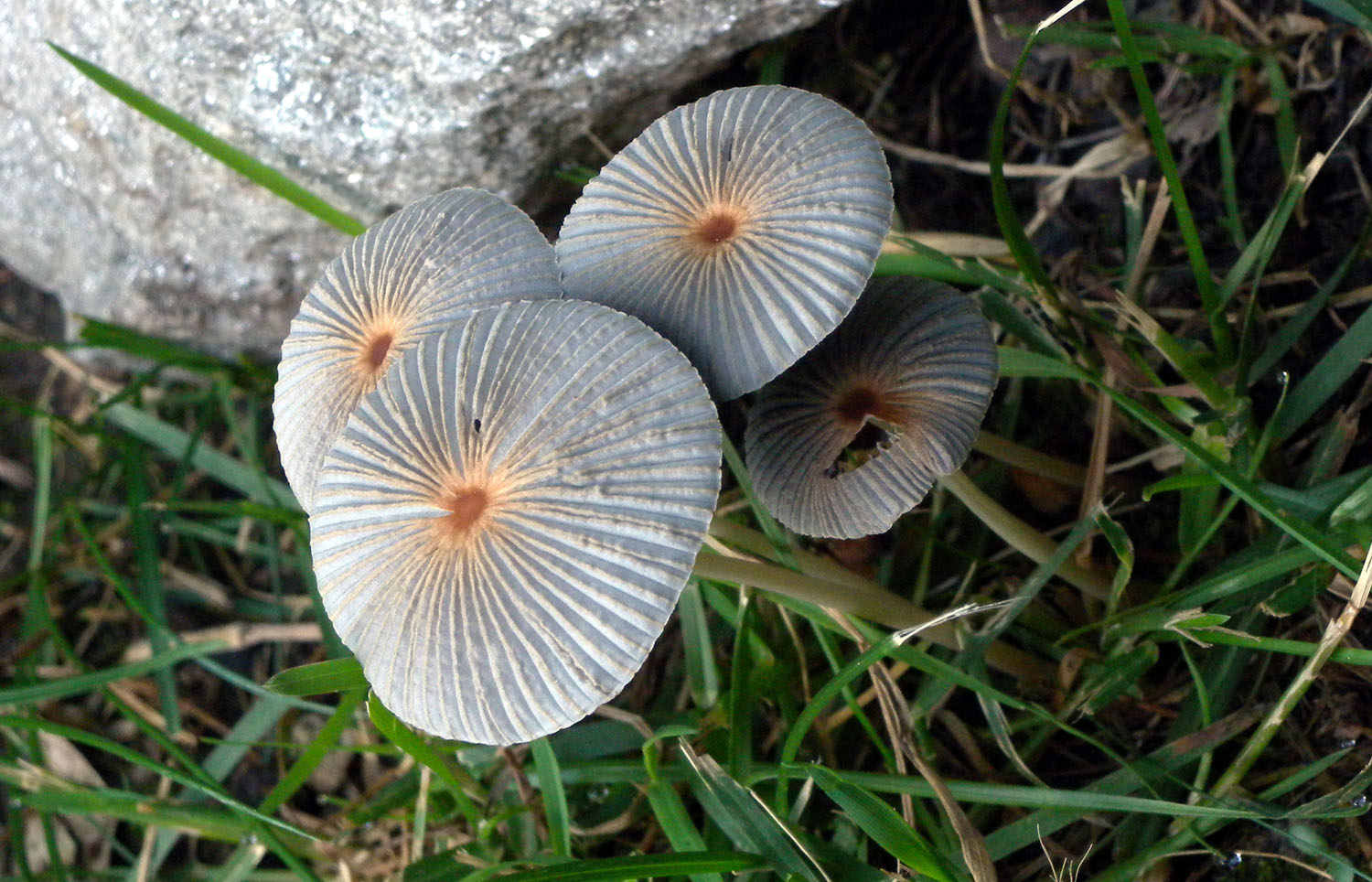 Coprinus ?